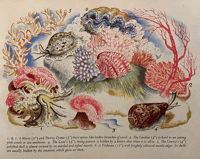 Image 7 of Shells and How They Live by Eileen Mayo