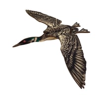 Image 1 of Copy of JCR BIRDS : COMMON LOON