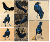 Image 1 of Grackle Prints by Carly Weaver - Fine Art Print on Wood