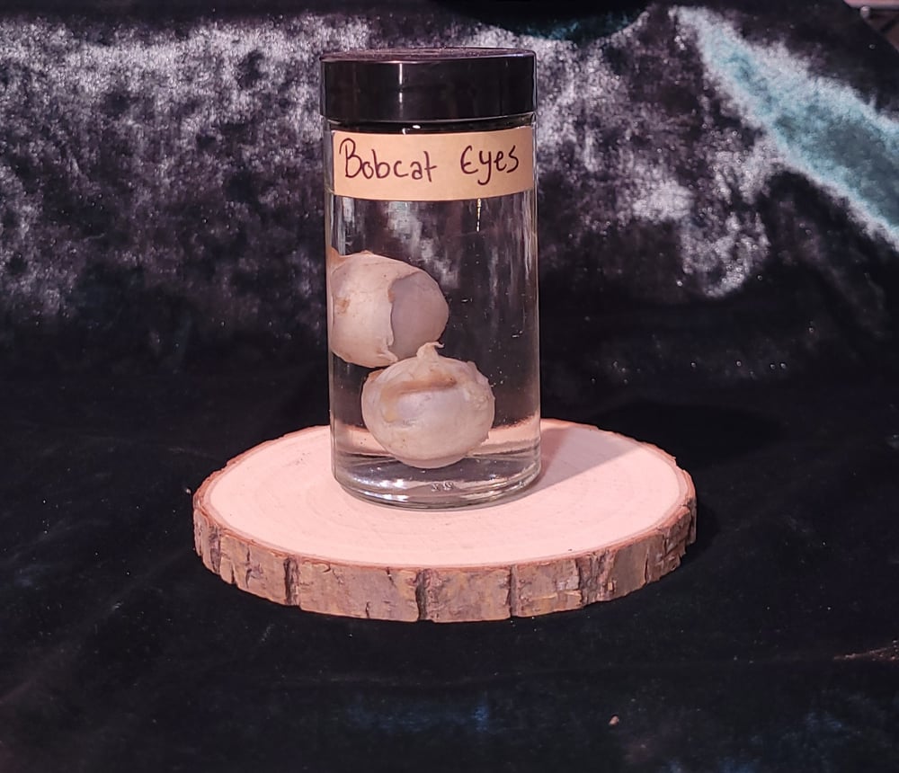 Image of Bobcat Eyes