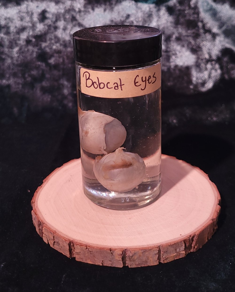 Image of Bobcat Eyes