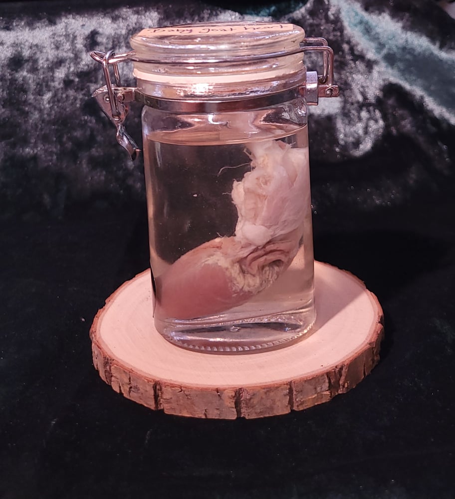 Image of Stillborn goat heart