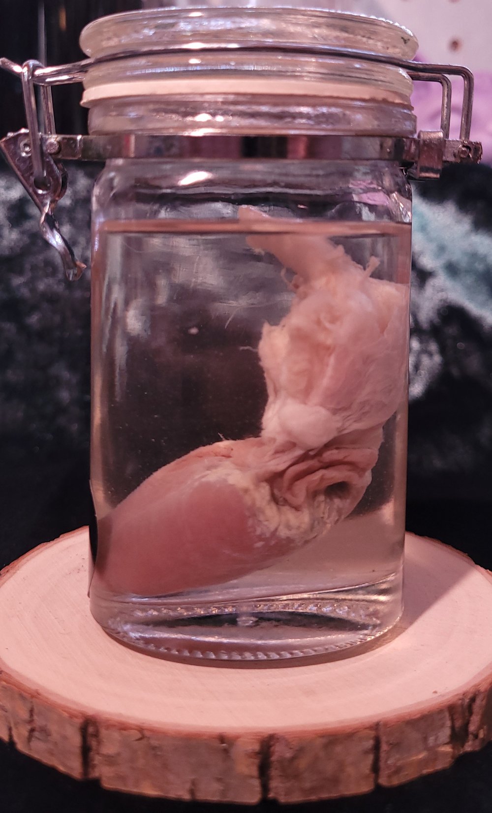 Image of Stillborn goat heart