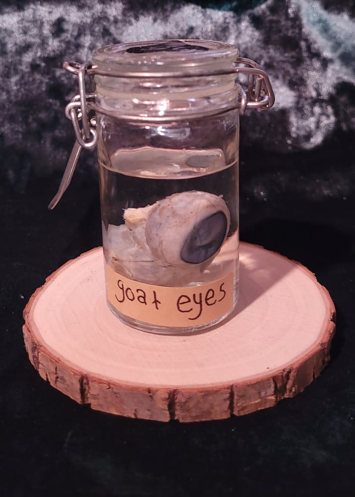 Image of Stillborn goat eyes