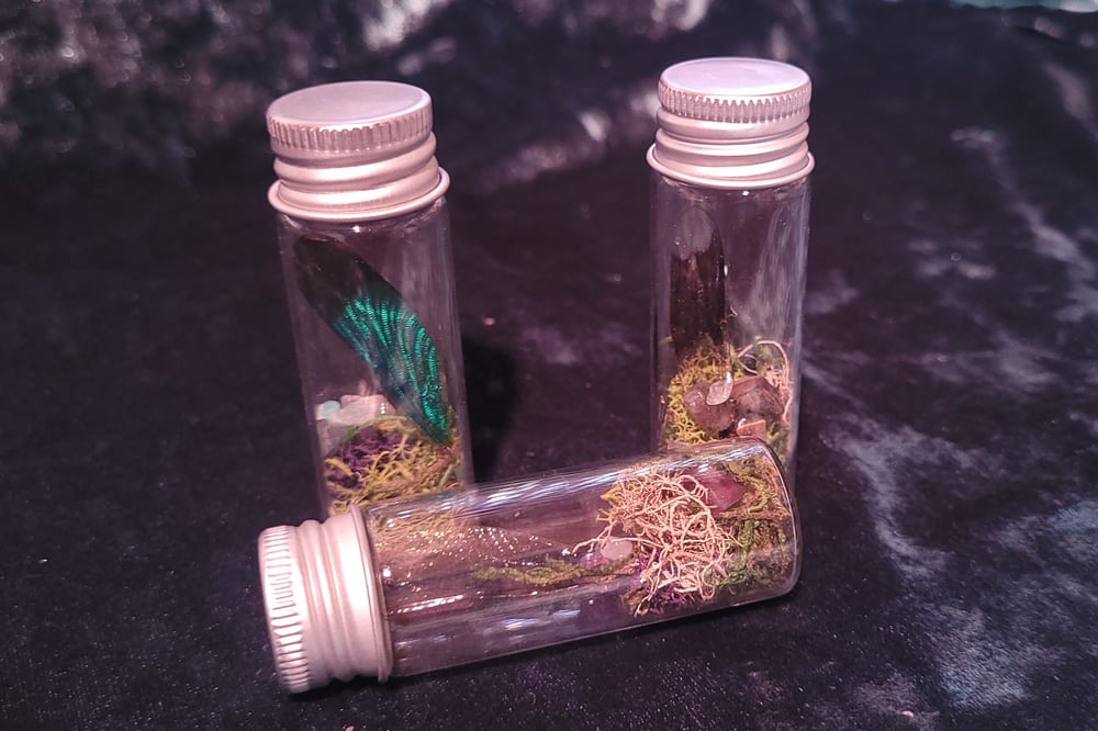 Image of Dragonfly Wing Oddity Jar