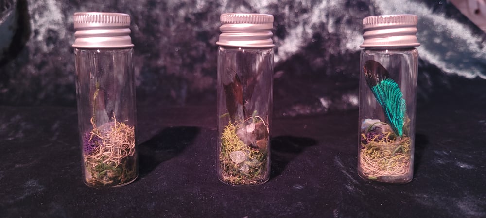 Image of Dragonfly Wing Oddity Jar