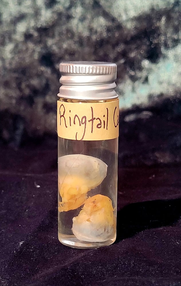 Image of Ringtail Cat Eyes