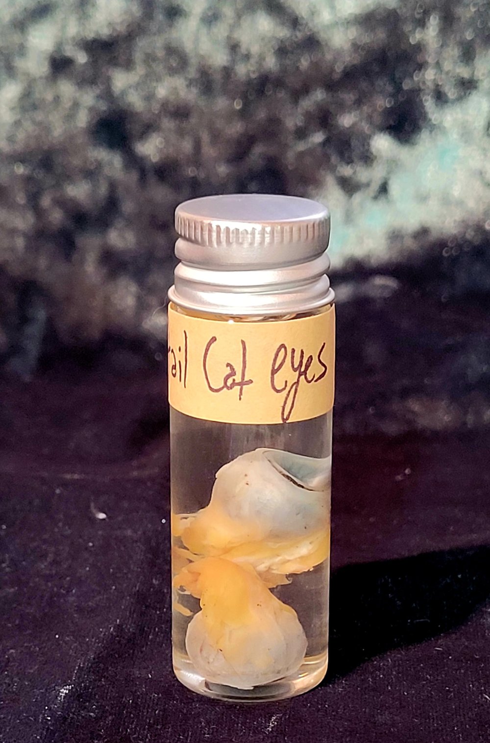 Image of Ringtail Cat Eyes