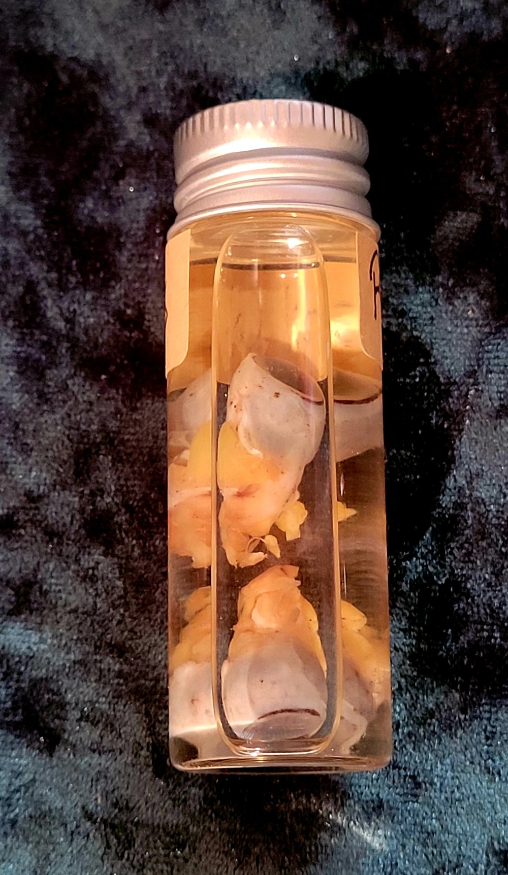 Image of Ringtail Cat Eyes