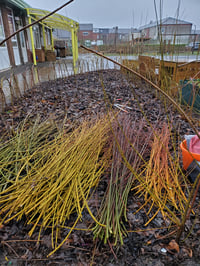 Image 4 of NEW - Forest Schools Skills - Using Willow for Weaving and Crafting Activities - Date TBC 