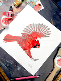 Image 3 of Cardenal in Flight
