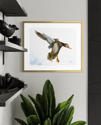 Image 3 of Female Mallard in Flight