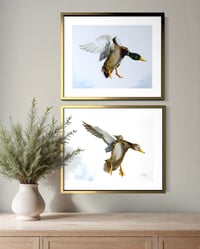 Image 4 of Female Mallard in Flight