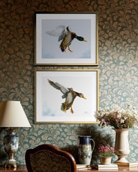 Image 5 of Female Mallard in Flight