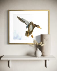 Image 1 of Female Mallard in Flight