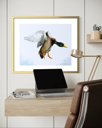 Image 5 of Male Mallard Duck in flight