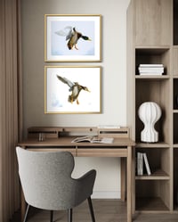 Image 4 of Male Mallard Duck in flight
