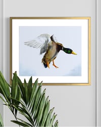 Image 1 of Male Mallard Duck in flight