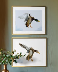 Image 3 of Male Mallard Duck in flight