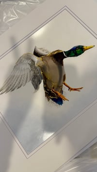Image 2 of Male Mallard Duck in flight