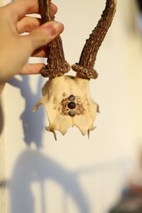 Image 4 of Teschio di Capriolo - Luna tra le Nuvole- 