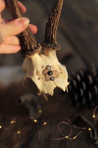 Image 3 of Teschio di Capriolo - Luna tra le Nuvole- 