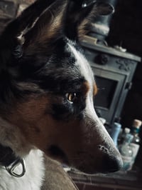 Image 4 of Doggy Dreams 