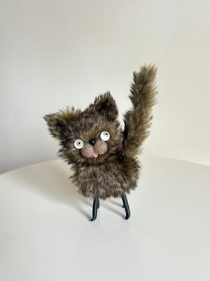 Image of Wooly Bully Tortoiseshell Cat 