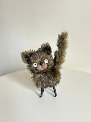 Image of Wooly Bully Tortoiseshell Cat 