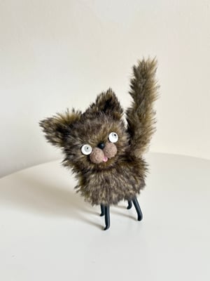 Image of Wooly Bully Tortoiseshell Cat 