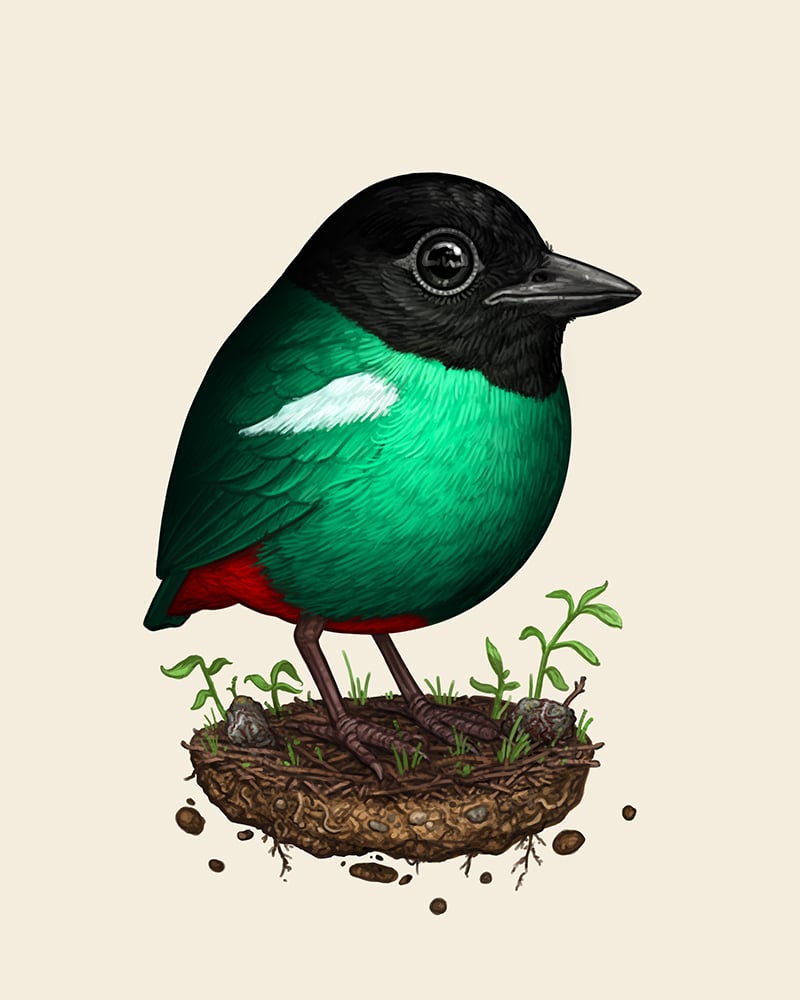 Image of Eastern Hooded Pitta