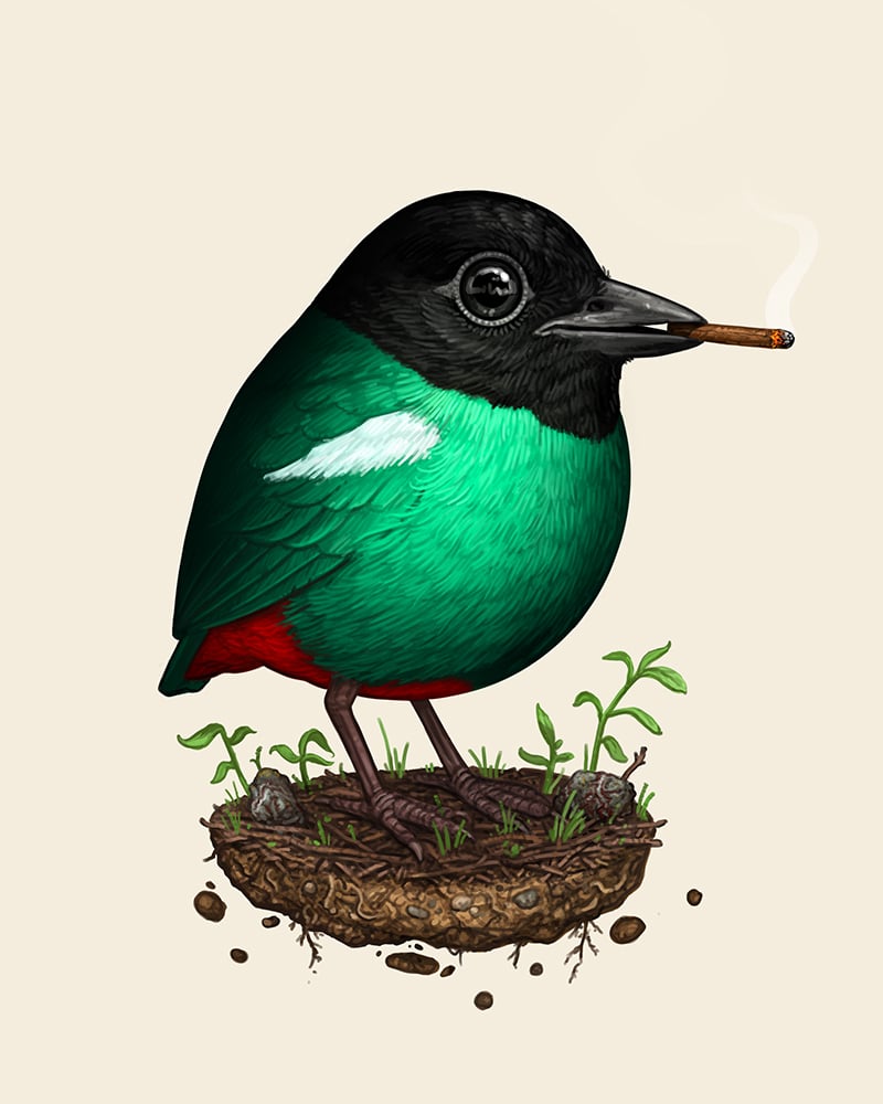 Image of Eastern Hooded Pitta (Blunt Variant)