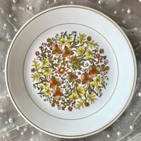 Image 4 of Coreopsis 