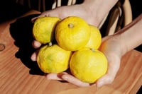 Image 2 of Yuzu Kosho limited edition 12/2025