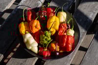 Image 2 of -EXTRA HOT- Duo Jiao limited edition 12/2025