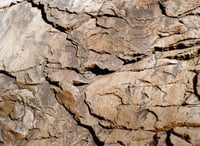 Image 2 of GARIWERD 01