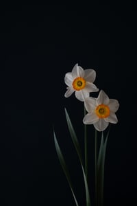 Especially the Flowers