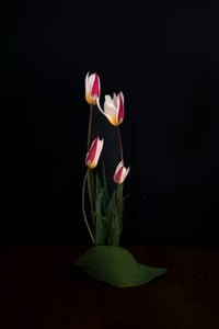 Emily's Tulips