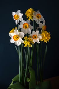 Daffodils for Abuelita