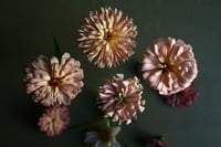 Ballerina Zinnia no. 1