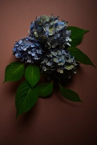 The Colors - Hydrangea 