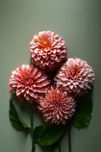 Lune Dahlias no. 2