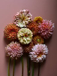 Lune Dahlias no. 3