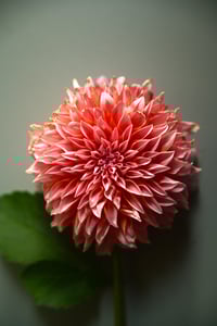 Lune Dahlia Pink