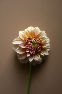 Peaches and Cream no. 1