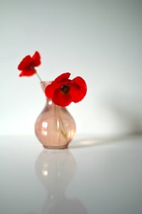 Red Poppies