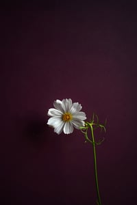 May I Have This Dance?