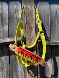 Image 1 of Desert Sunset Bronc Halter 