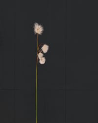 Image 2 of Cottongrass (Small Silent Voices series)