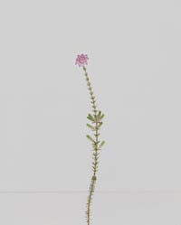 Image 2 of Cross leaved heath (Small Silent Voices series)